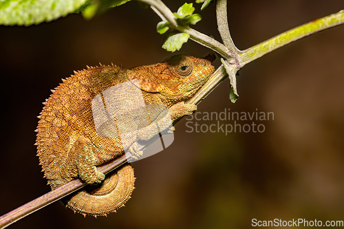 Image of Blue-legged chameleon, Calumma crypticum, Reserve Peyrieras Mada