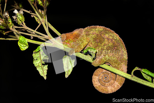 Image of Blue-legged chameleon, Calumma crypticum, Reserve Peyrieras Madagascar Exotic wildlife
