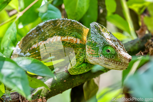 Image of Globe-horned chameleon or flat-casqued chameleon, Calumma globifer, Male, Reserve Peyrieras Madagascar Exotic wildlife