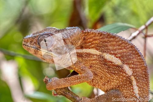 Image of Angel's chameleon, Furcifer angeli, Reserve Peyrieras Madagascar Exotic wildlife