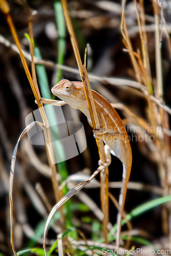 Image of Southern Carpet Chameleon, Furcifer major, Isalo National Park. Madagascar wildlife