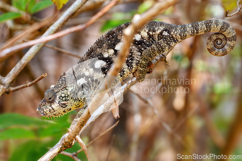 Image of Oustalet's chameleon, Furcifer oustaleti, Reserve Peyrieras Madagascar Exotic, Madagascar wildlife