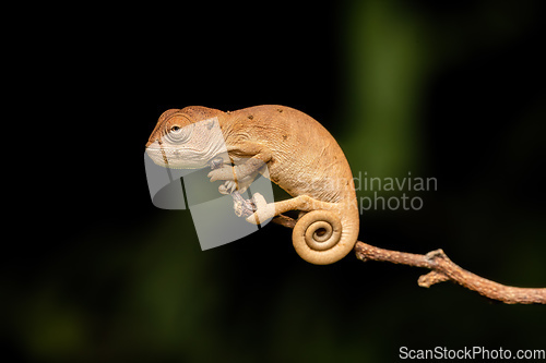 Image of Oustalet's chameleon baby, Furcifer oustaleti, Reserve Peyrieras Madagascar Exotic, Madagascar wildlife