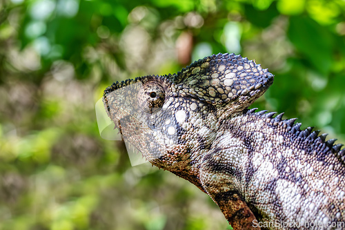 Image of Oustalet's chameleon, Furcifer oustaleti, Isalo National Park, Madagascar wildlife