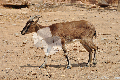 Image of cretan wild goat