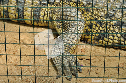 Image of crocodile in captivity