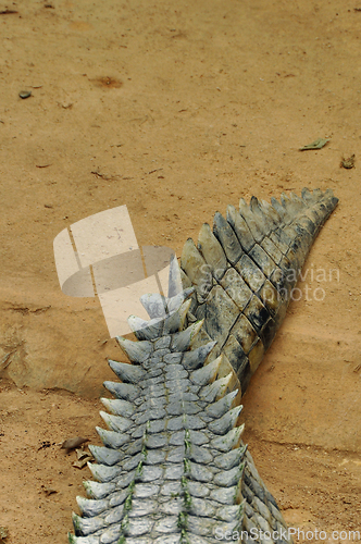 Image of crocodile tail background