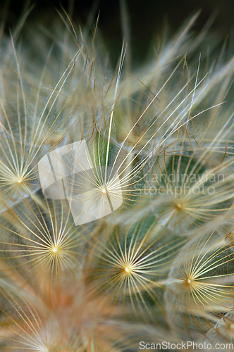 Image of dandelion plant abstraction