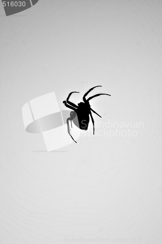 Image of Spider Silhouette