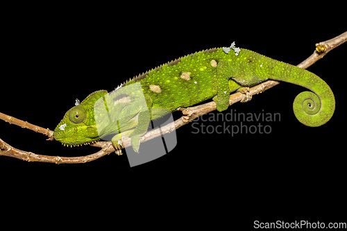 Image of Oustalet's chameleon, Furcifer oustaleti, Ambalavao, Madagascar wildlife