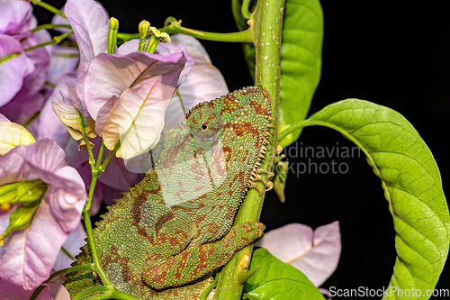 Image of Oustalet's chameleon, Furcifer oustaleti, Ambalavao, Madagascar wildlife