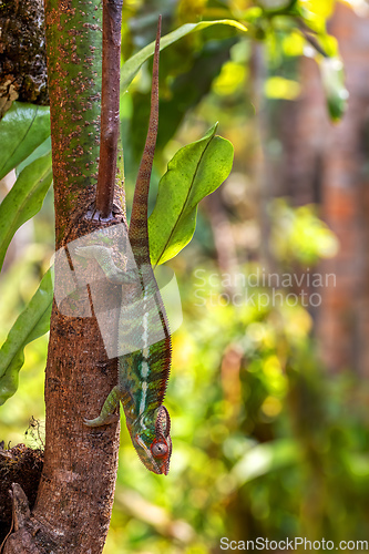 Image of Panther chameleon, Furcifer pardalis, Reserve Peyrieras Madagascar Exotic, Madagascar wildlife