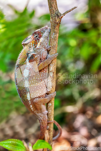 Image of Panther chameleon, Furcifer pardalis, Reserve Peyrieras Madagascar Exotic, Madagascar wildlife