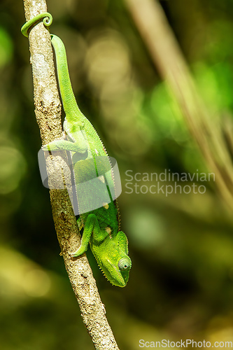 Image of Warty chameleon spiny chameleon or crocodile chameleon (Furcifer verrucosus), Isalo National Park