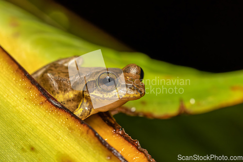 Image of Boophis doulioti, frog from Tsingy de Bemaraha, Madagascar wildlife