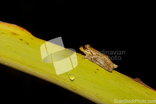 Image of Boophis doulioti, frog from Tsingy de Bemaraha, Madagascar wildlife