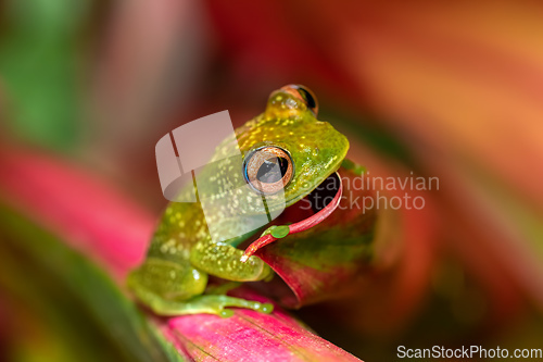 Image of Elena's Treefrog, Boophis elenae, frog in Ranomafana National Park, Madagascar wildlife