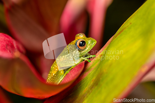 Image of Elena's Treefrog, Boophis elenae, frog in Ranomafana National Park, Madagascar wildlife