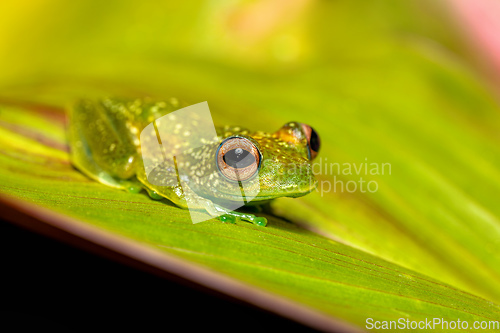 Image of Elena's Treefrog, Boophis elenae, frog in Ranomafana National Park, Madagascar wildlife