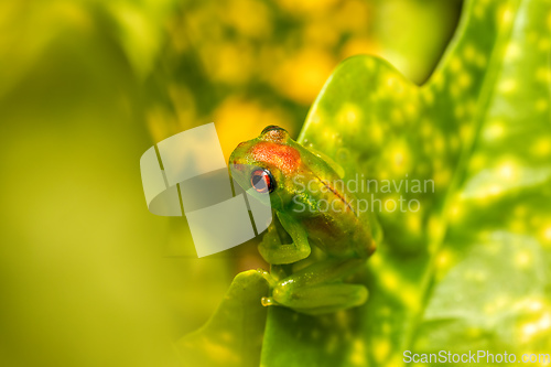 Image of Boophis lilianae, frog from Ranomafana National Park, Madagascar wildlife