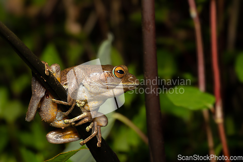 Image of Madagascan Treefrog, Boophis madagascariensis, frog from Andasibe-Mantadia National Park, Madagascar wildlife