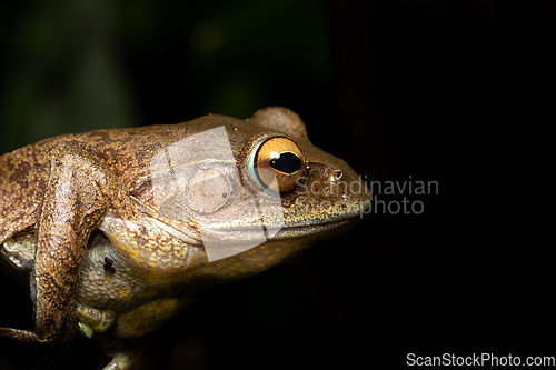 Image of Madagascan Treefrog, Boophis madagascariensis, frog from Andasibe-Mantadia National Park, Madagascar wildlife