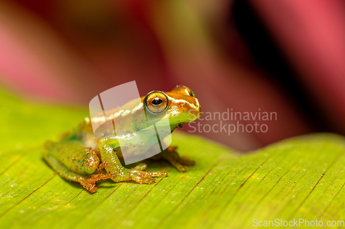 Image of Boophis rappiodes, frog from Ranomafana National Park, Madagascar wildlife