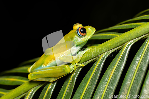 Image of Boophis sibilans, frog from Ranomafana National Park, Madagascar wildlife