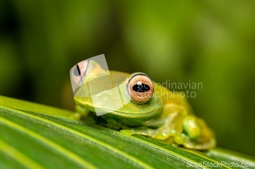 Image of Boophis sibilans, frog from Ranomafana National Park, Madagascar wildlife