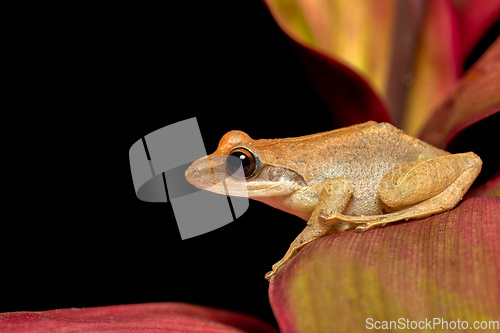 Image of Boophis tephraeomystax, Ranomafana National Park, Madagascar wildlife