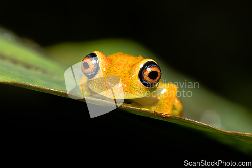 Image of Green Bright-Eyed Frog, Boophis Viridis, Andasibe-Mantadia National Park, Madagascar wildlife