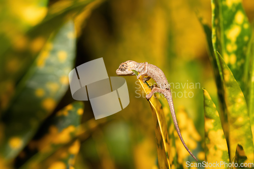 Image of Short-nosed deceptive chameleon, Calumma fallax, juvenile, Ranomafana National Park, Madagascar wildlife