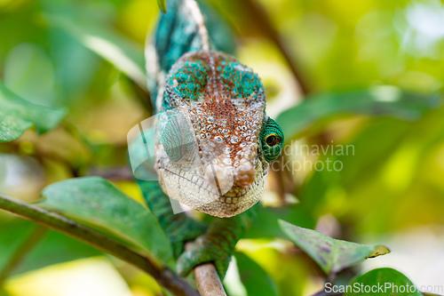 Image of Globe-horned chameleon or flat-casqued chameleon, Calumma globifer, Male, Reserve Peyrieras Madagascar Exotic wildlife