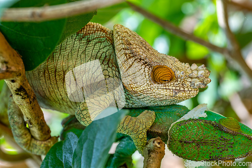 Image of Parson's chameleon, Calumma parsonii, Peyrieras Madagascar Exotic, Madagascar wildlife