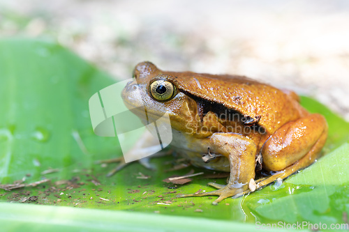 Image of False Tomato Frog, Dyscophus Guineti, Madagascar wildlife