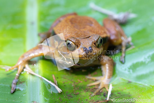 Image of False Tomato Frog, Dyscophus Guineti, Madagascar wildlife