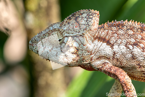 Image of Oustalet's chameleon, Furcifer oustaleti, Reserve Peyrieras Madagascar Exotic, Madagascar wildlife