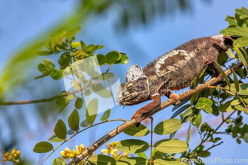 Image of Oustalet's chameleon, Furcifer oustaleti, Reserve Peyrieras Madagascar Exotic, Madagascar wildlife