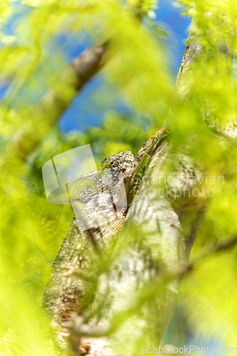 Image of Oustalet's chameleon, Furcifer oustaleti, Reserve Peyrieras Madagascar Exotic, Madagascar wildlife