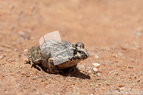 Image of Laliostoma labrosum, Ambalavao, Andringitra National Park, Madagascar wildlife