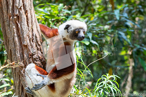 Image of Coquerel's sifaka lemur, Propithecus coquereli, Madagascar wildl