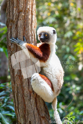 Image of Coquerel's sifaka lemur, Propithecus coquereli, Madagascar wildl