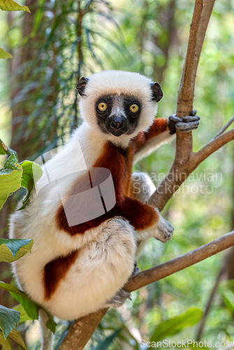 Image of Coquerel's sifaka lemur, Propithecus coquereli, Madagascar wildl