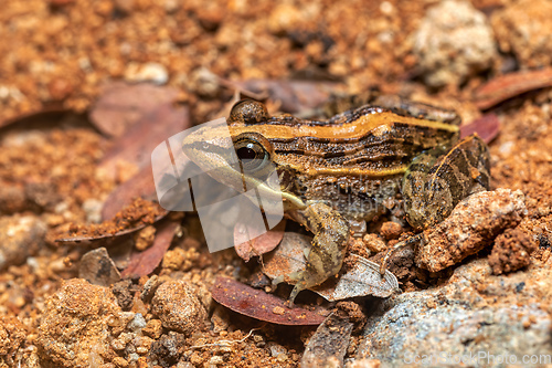 Image of Mascarene grass frog, Ptychadena mascareniensis, Tsingy de Bemaraha, Madagascar wildlife