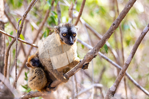 Image of Red-Fronted Lemur, Eulemur Rufifrons, Madagascar wildlife animal.