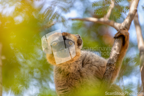 Image of Red-Fronted Lemur, Eulemur Rufifrons, Madagascar wildlife animal.