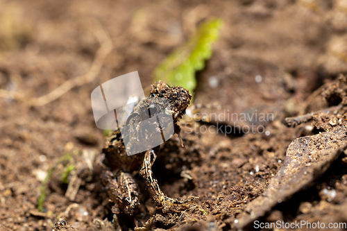 Image of Anodonthyla emilei, Ranomafana National Park, Madagascar wildlife