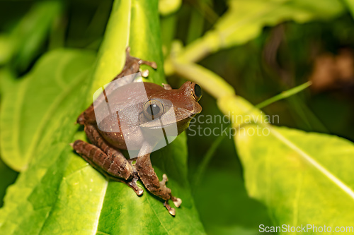 Image of Madagascan Treefrog, Boophis madagascariensis, frog in Ranomafana national park, Madagascar wildlife