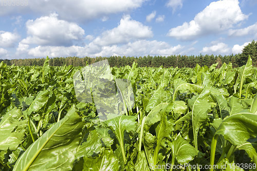 Image of agricultural field where beets are grown