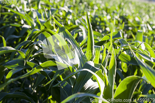 Image of an agricultural field where corn is grown